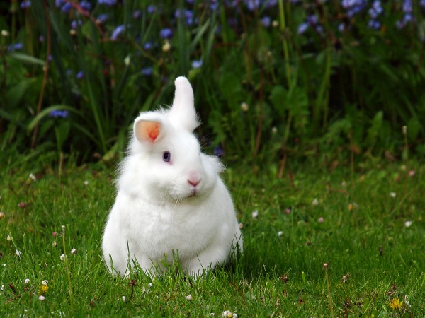 Mơ thấy con thỏ may hay rủi đánh con gì thắng thưởng lớn?