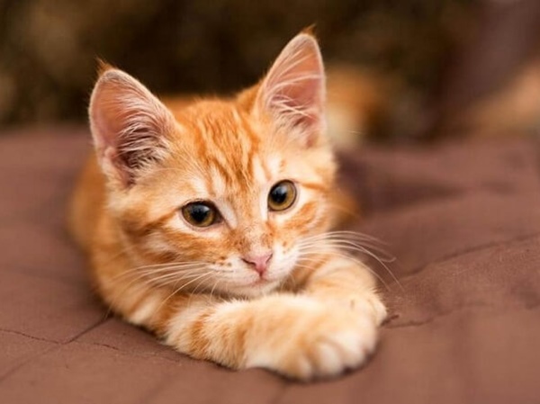 Tài lộc dồi dào với số sung túc tuổi Mão 5/12/2025